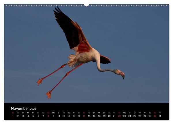 Produktbild: Flamingos der Camargue 2026 (Wandkalender 2026 DIN A2 quer), CALVENDO Monatskalender