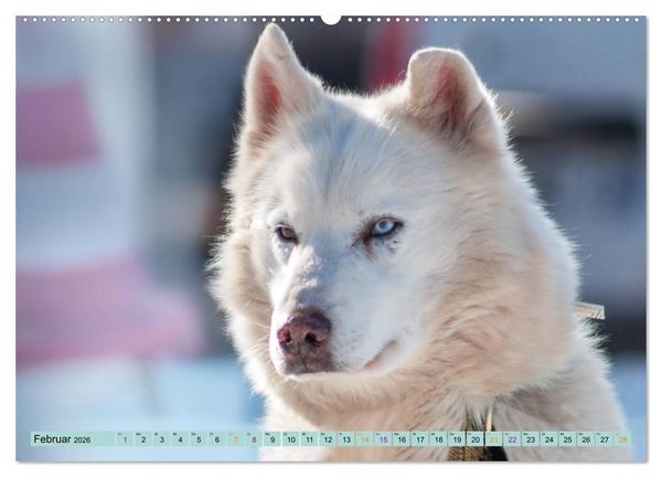 Produktbild: Huskies - Tolle Gef&auml;hrten (Wandkalender 2026 DIN A2 quer), CALVENDO Monatskalender