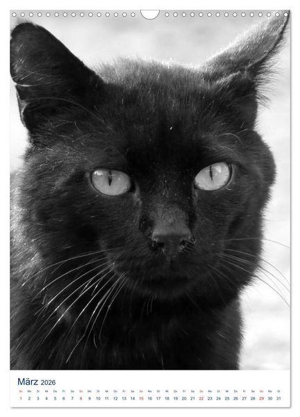 Produktbild: Wilde Katzen - Korsikas Samtpfoten (Wandkalender 2026 DIN A3 hoch), CALVENDO Monatskalender