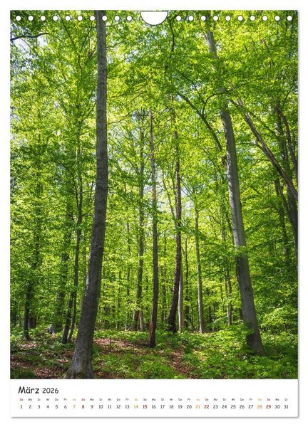 Produktbild: B&auml;ume im Harz (Wandkalender 2026 DIN A4 hoch), CALVENDO Monatskalender