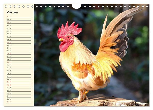 Produktbild: H&uuml;hner. Intelligent, sch&ouml;n und faszinierend (Wandkalender 2026 DIN A4 quer), CALVENDO Monatskalender