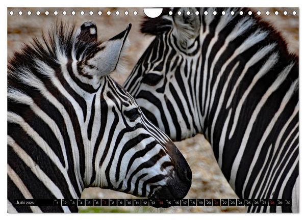 Produktbild: Afrika - Welt der Tiere (Wandkalender 2026 DIN A4 quer), CALVENDO Monatskalender