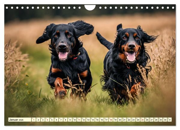Produktbild: Gordon Setter - elegantes Kraftpaket (Wandkalender 2026 DIN A4 quer), CALVENDO Monatskalender