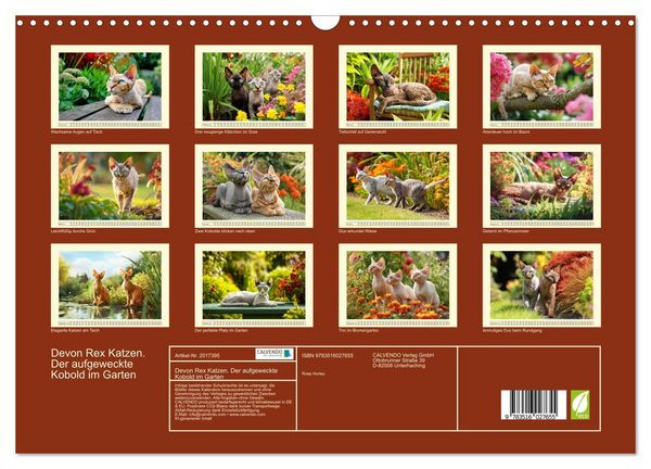 Produktbild: Devon Rex Katzen. Der aufgeweckte Kobold im Garten (Wandkalender 2026 DIN A3 quer), CALVENDO Monatskalender