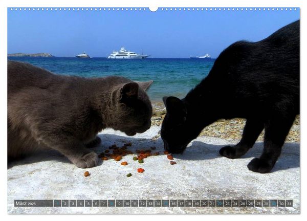 Produktbild: SAMTPFOTEN auf Mykonos (Wandkalender 2026 DIN A2 quer), CALVENDO Monatskalender