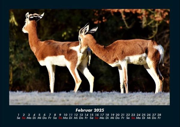 Produktbild: Tiere in der Wildnis 2025 Fotokalender DIN A4
