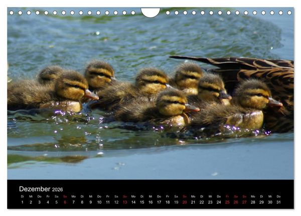 Produktbild: Die Kinderstube der Wasserv&ouml;gel (Wandkalender 2026 DIN A4 quer), CALVENDO Monatskalender