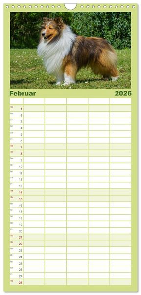 Produktbild: Familienplaner 2026 - Traumhund Sheltie mit 5 Spalten (Wandkalender, 21 x 45 cm) CALVENDO