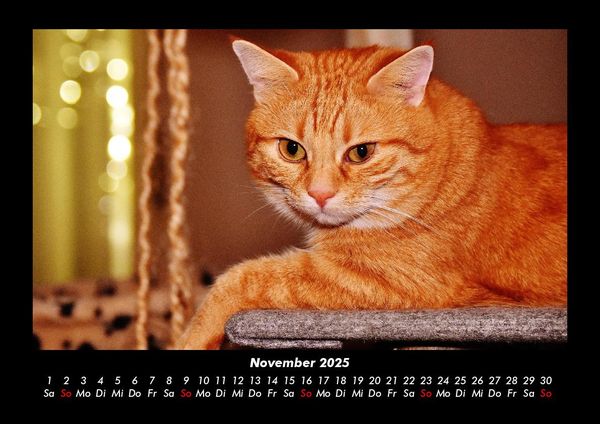 Produktbild: Katzen 2025 Fotokalender DIN A3