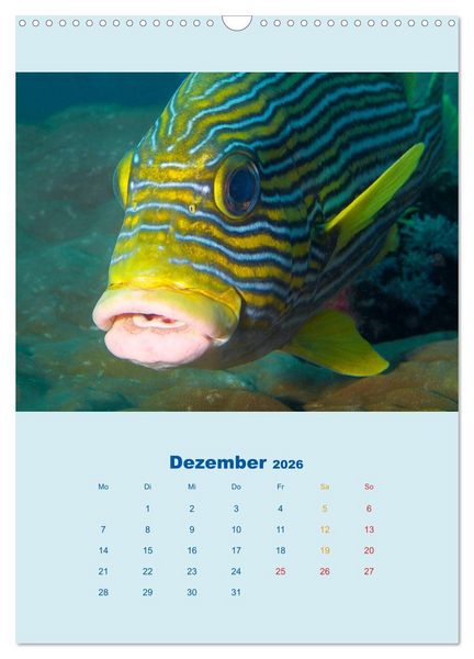 Produktbild: Portraitaufnahmen - Fische (Wandkalender 2026 DIN A3 hoch), CALVENDO Monatskalender