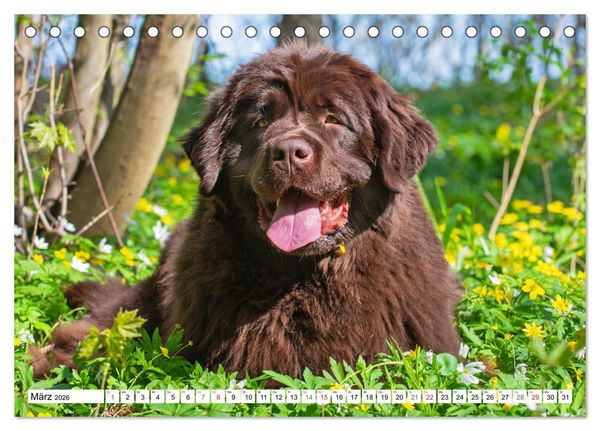 Produktbild: Neufundl&auml;nder - Ein b&auml;renstarker Freund (Tischkalender 2026 DIN A5 quer), CALVENDO Monatskalender