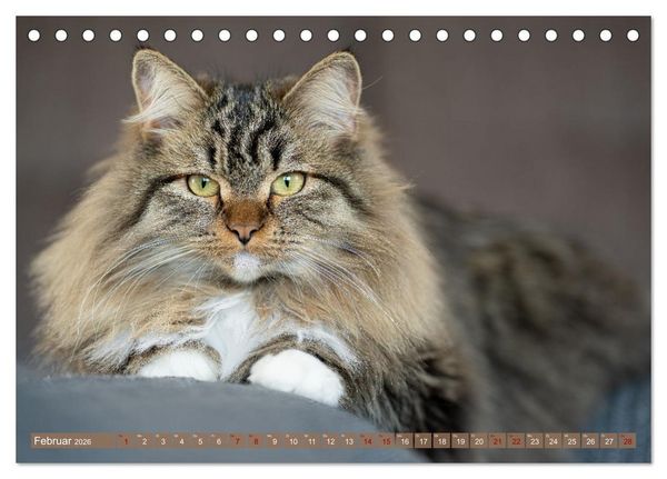 Produktbild: Maui und Molokai - Sibirische Katzenschwestern (Tischkalender 2026 DIN A5 quer), CALVENDO Monatskalender