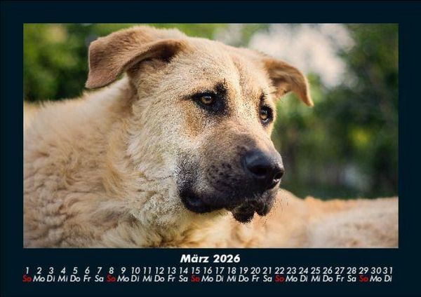Produktbild: Der Hundekalender 2026 Fotokalender DIN A5