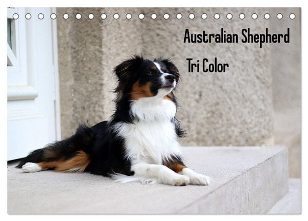 Produktbild: Australian Shepherd Tri Color (Tischkalender 2026 DIN A5 quer), CALVENDO Monatskalender