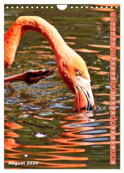 Produktbild: Rosarote Flamingo (Wandkalender 2026 DIN A4 hoch), CALVENDO Monatskalender