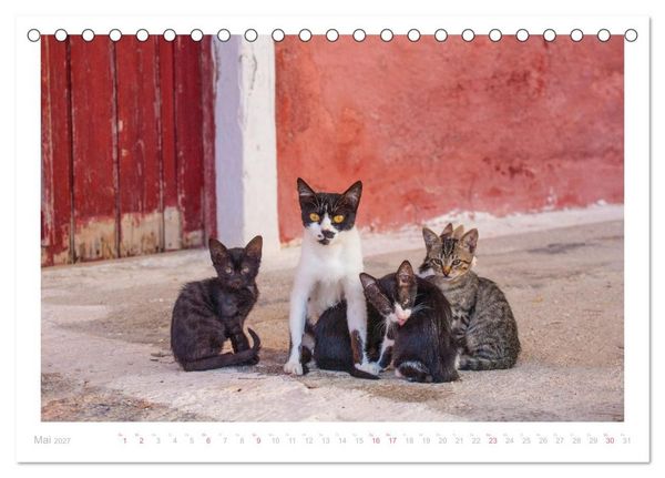 Produktbild: Inselkatzen (Tischkalender 2027 DIN A5 quer), CALVENDO Monatskalender