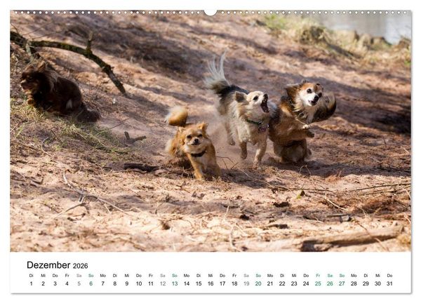 Produktbild: Chihuahuas - kleine Herzensbrecher (hochwertiger Premium Wandkalender 2026 DIN A2 quer), Kunstdruck in Hochglanz