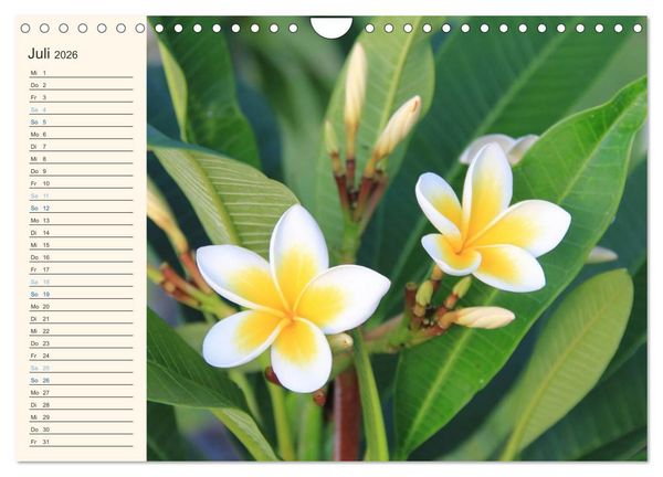 Produktbild: Mauritius - traumhaft und unvergesslich (Wandkalender 2026 DIN A4 quer), CALVENDO Monatskalender