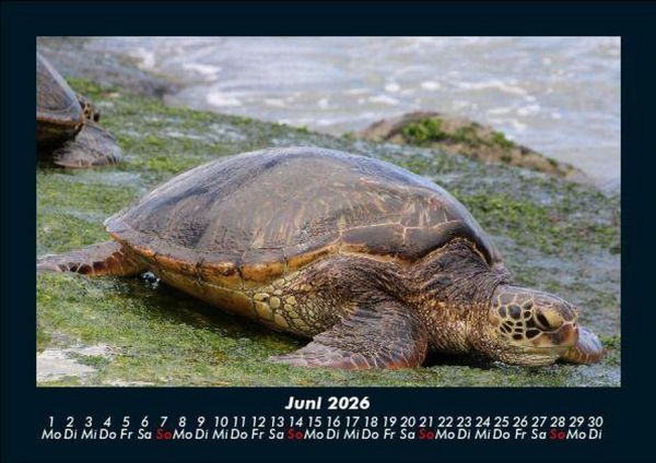 Produktbild: Schildkr&ouml;tenzauber 2026 Fotokalender DIN A5