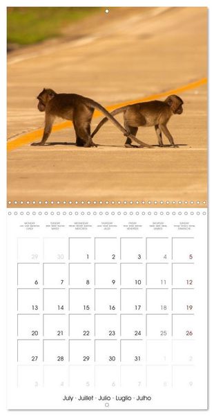 Produktbild: Rencontres animali&egrave;res (Calendrier mural carr&eacute; 2026 30x30 cm) Calendrier double avec une page pour vos prises de notes