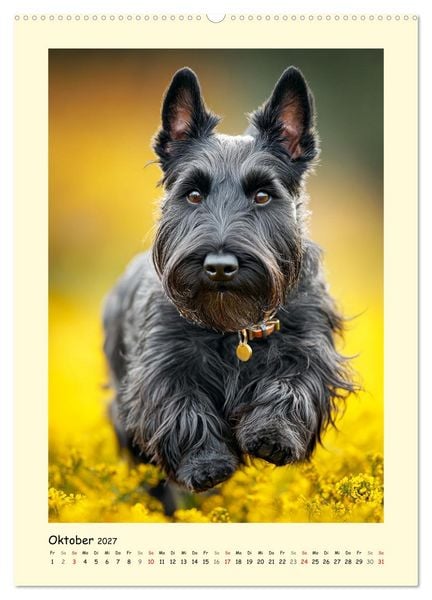 Produktbild: Scottish Terrier. W&uuml;rdevoller und robuster Gentlemen (hochwertiger Premium Wandkalender 2027 DIN A2 hoch), Kunstdruck in Hochglanz