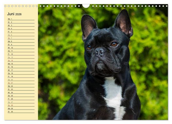 Produktbild: Franz&ouml;sische Bulldogge - Clown auf 4 Pfoten (Wandkalender 2026 DIN A3 quer), CALVENDO Monatskalender