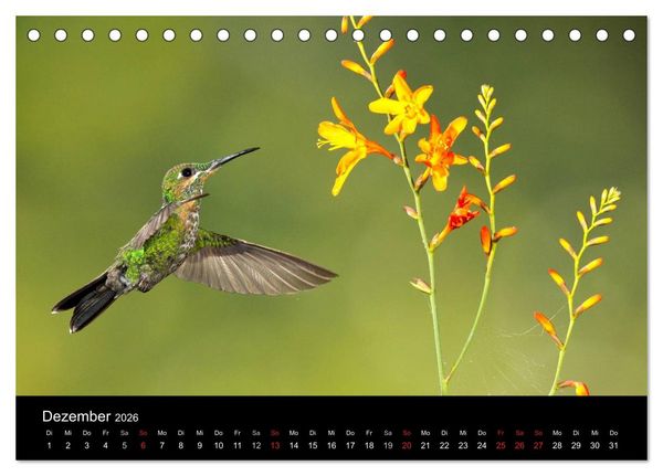 Produktbild: Der Kolibrikalender (Tischkalender 2026 DIN A5 quer), CALVENDO Monatskalender