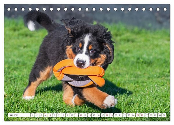 Produktbild: Berner Sennenhund - Ein Freund auf vier Pfoten (Tischkalender 2026 DIN A5 quer), CALVENDO Monatskalender