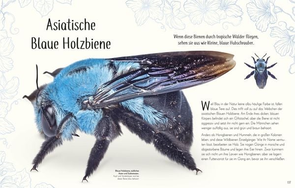 Produktbild: Wundervolle Welt der Insekten und Spinnentiere
