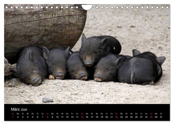 Produktbild: Schweinereien (Wandkalender 2026 DIN A4 quer), CALVENDO Monatskalender