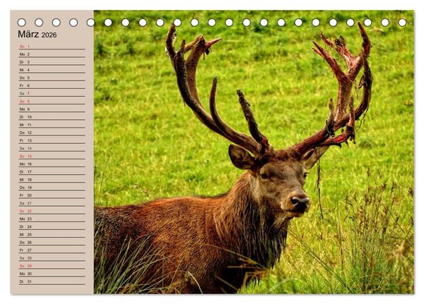 Produktbild: Rotwild. Edle Hirsche, stolze K&uuml;he (Tischkalender 2026 DIN A5 quer), CALVENDO Monatskalender