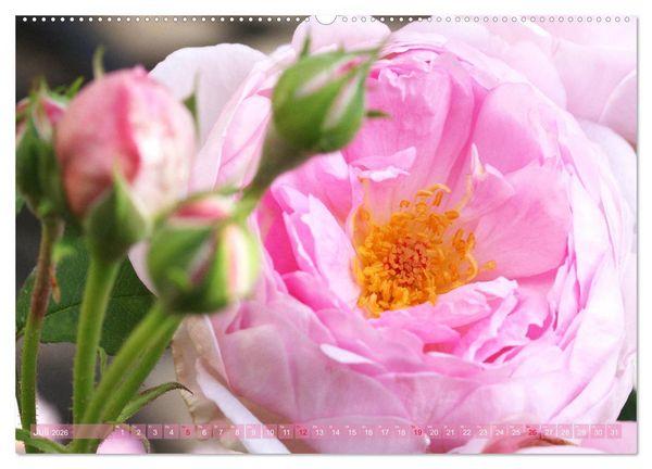 Produktbild: Romantische Rosentr&auml;ume (hochwertiger Premium Wandkalender 2026 DIN A2 quer), Kunstdruck in Hochglanz