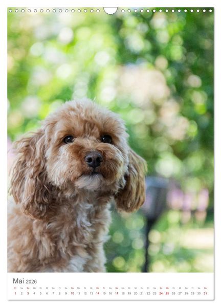 Produktbild: Maltipoo - Malteser - Pudel 2026 (Wandkalender 2026 DIN A3 hoch), CALVENDO Monatskalender