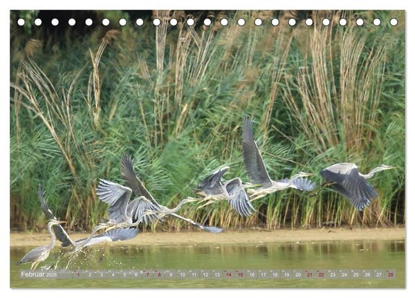 Produktbild: V&ouml;gel im Fluge (Tischkalender 2026 DIN A5 quer), CALVENDO Monatskalender