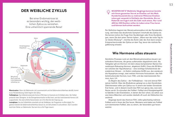 Produktbild: Let's talk about Endometriose
