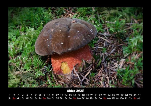 Produktbild: Waldzauber 2025 Fotokalender DIN A3