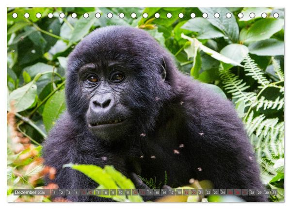 Produktbild: Gorillas ohne Nebel (Tischkalender 2026 DIN A5 quer), CALVENDO Monatskalender