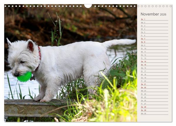 Produktbild: West Highland White Terrier - Selbstbewustes Powerpaket - der Westie (Wandkalender 2026 DIN A3 quer), CALVENDO Monatskalender