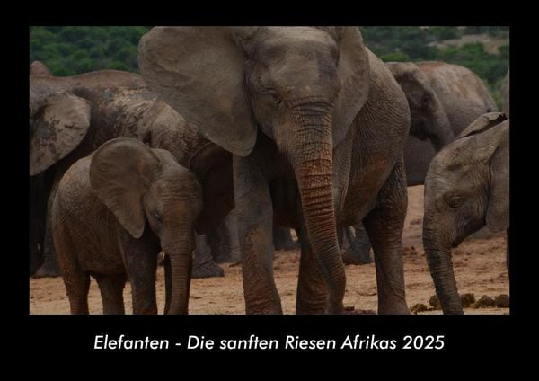 Produktbild: Elefanten - Die sanften Riesen Afrikas 2025 Fotokalender DIN A3