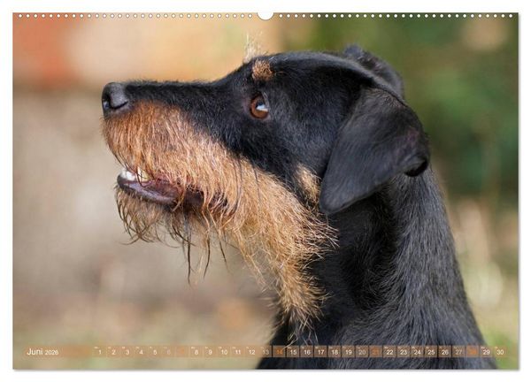Produktbild: Faszination Terrier (hochwertiger Premium Wandkalender 2026 DIN A2 quer), Kunstdruck in Hochglanz