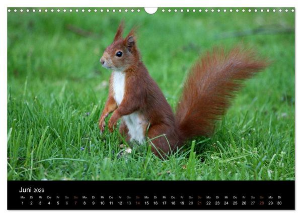 Produktbild: Eichh&ouml;rnchen (Wandkalender 2026 DIN A3 quer), CALVENDO Monatskalender