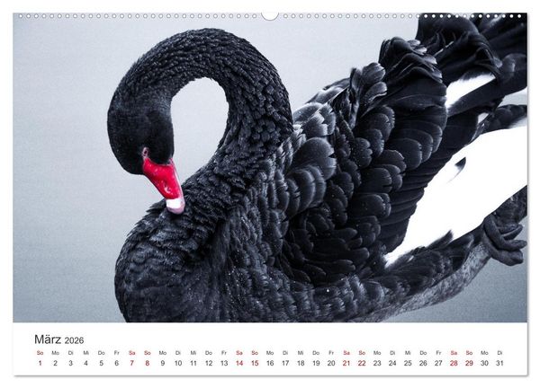 Produktbild: Schw&auml;ne - Prachtvolle Federkleider. (hochwertiger Premium Wandkalender 2026 DIN A2 quer), Kunstdruck in Hochglanz