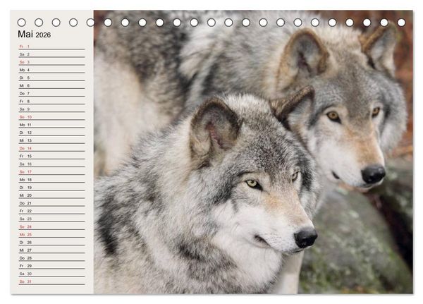 Produktbild: W&ouml;lfe. Verwegene Anmut (Tischkalender 2026 DIN A5 quer), CALVENDO Monatskalender