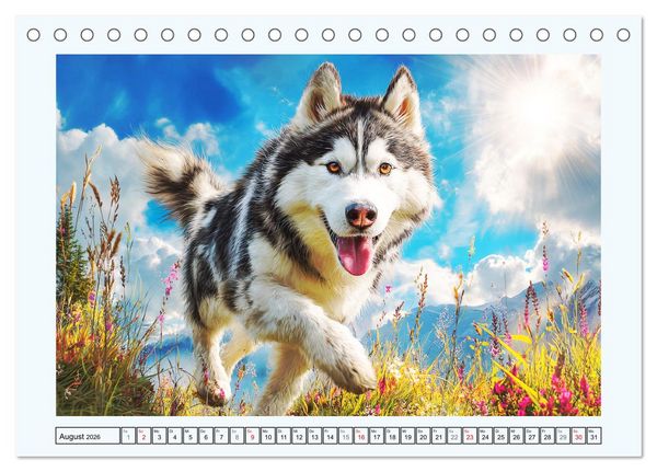 Produktbild: Siberian Husky. Kraftvolle Hunde voller Lebenslust und Energie (Tischkalender 2026 DIN A5 quer), CALVENDO Monatskalender