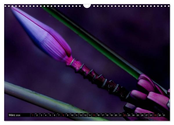 Produktbild: Flowers / 2026 (Wandkalender 2026 DIN A3 quer), CALVENDO Monatskalender