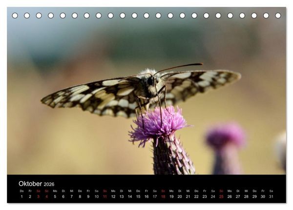 Produktbild: Schmetterlinge in Deutschland (Tischkalender 2026 DIN A5 quer), CALVENDO Monatskalender