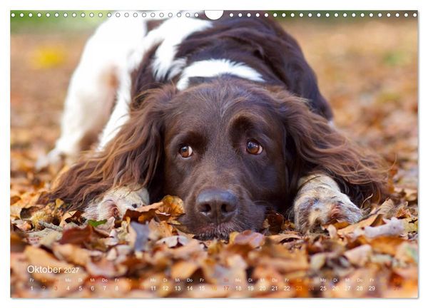 Produktbild: Faszination Jagdhund - Kleiner M&uuml;nsterl&auml;nder (Wandkalender 2027 DIN A3 quer), CALVENDO Monatskalender