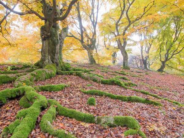 Produktbild: CALVENDO Puzzle Im Hutewald | 1000 Teile Lege-Gr&ouml;&szlig;e 64x48cm Foto-Puzzle f&uuml;r gl&uuml;ckliche Stunden
