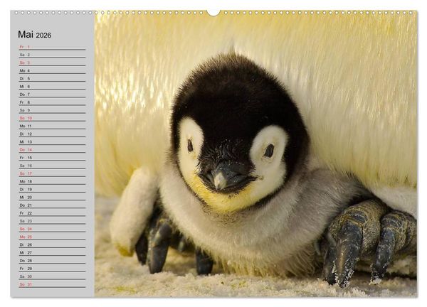 Produktbild: Pinguine - Watscheln im festlichen Kleid (hochwertiger Premium Wandkalender 2026 DIN A2 quer), Kunstdruck in Hochglanz