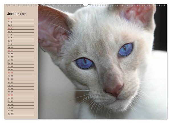 Produktbild: Siamkatzen - Kleiner Frechdachs mit Familie (hochwertiger Premium Wandkalender 2026 DIN A2 quer), Kunstdruck in Hochglanz